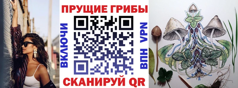 mega   Западная Двина  Галлюциногенные грибы Psilocybe 